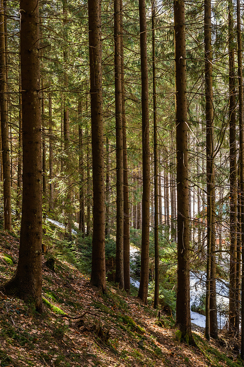 Snow on hill in coniferous forest in spring