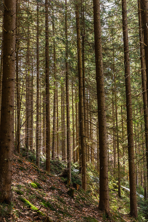 Evergreen forest on hill in mountains