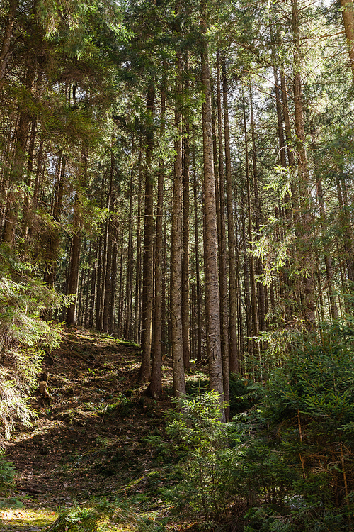 Pine trees and sunlight on hill in forest