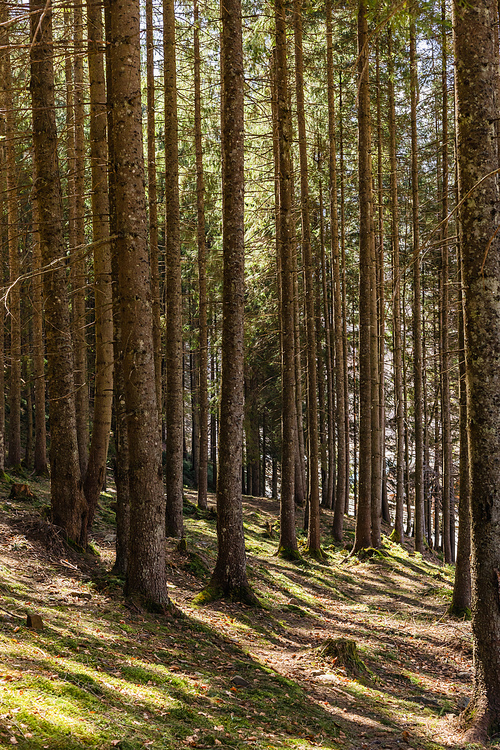 Scenic view of sunlight in evergreen forest