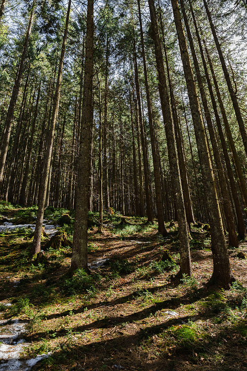 Sunlight on meadow with snow in evergreen forest