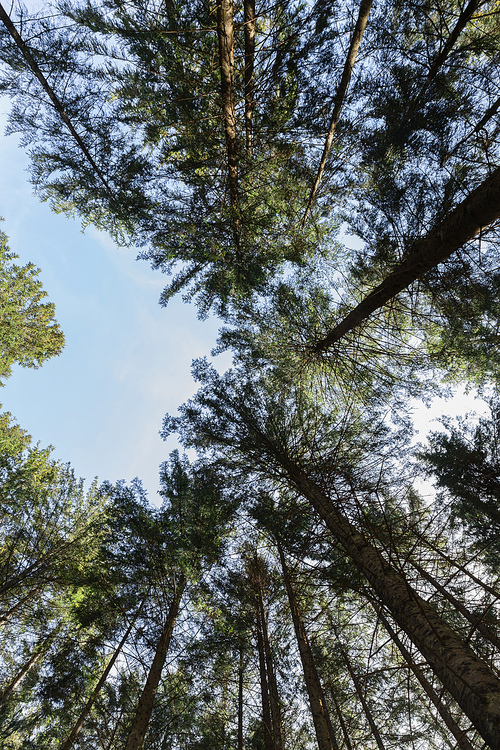 Bottom view of tall pine trees and blue sky