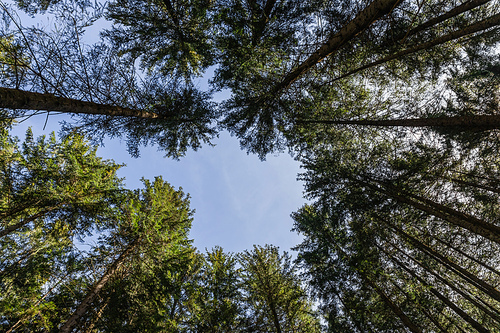 Bottom view of coniferous trees and blue sky