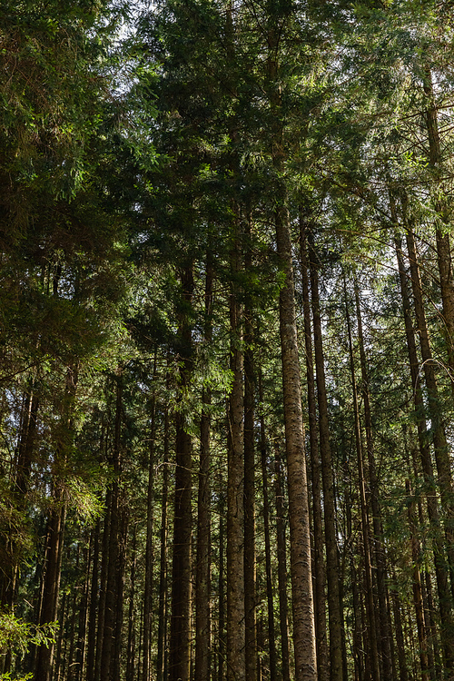 Tall pine trees in forest