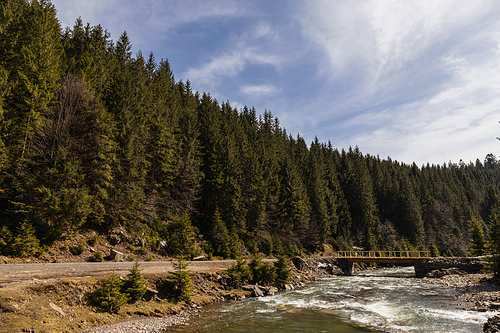 Road near river with bridge and coniferous forest