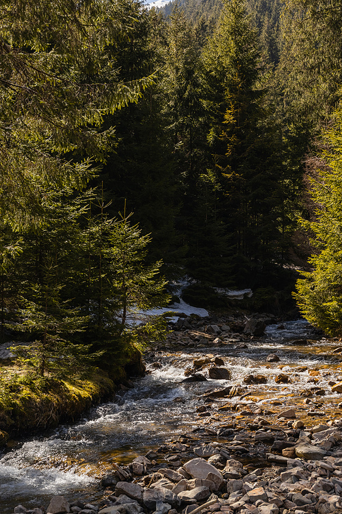 Mountain river with stones and coniferous trees at daytime