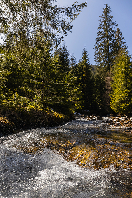 Scenic view of mountain river and evergreen forest at daylight