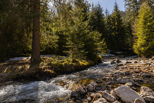 Evergreen forest on shore near mountain river