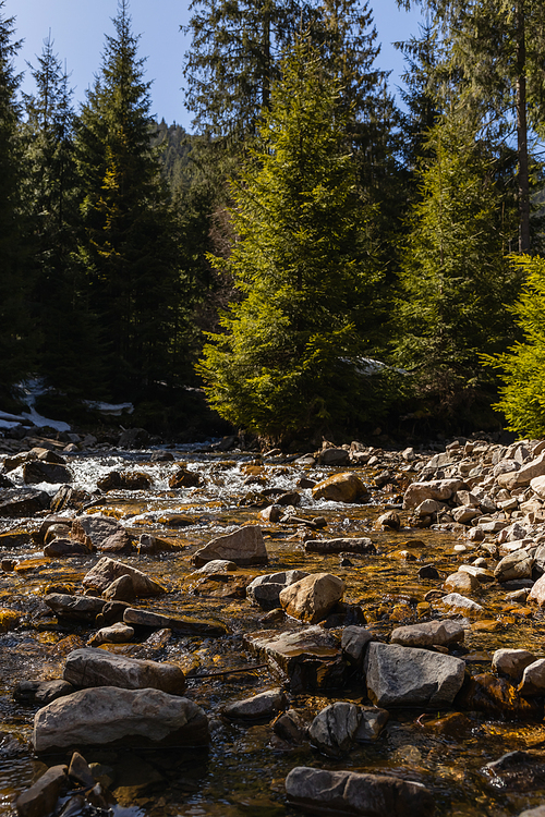 Stones in mountain river and pine forest at background