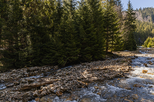 Stones and forest on shore near mountain river