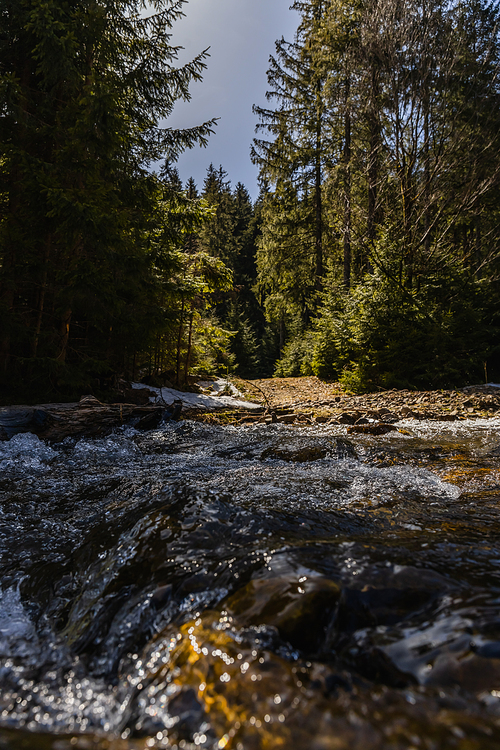 Scenic view of evergreen forest near blurred river at daylight