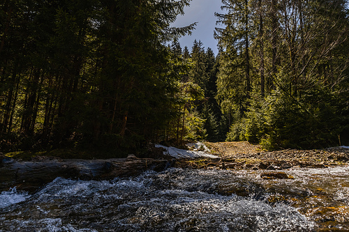 Mountain river with sunlight and pine forest at daytime