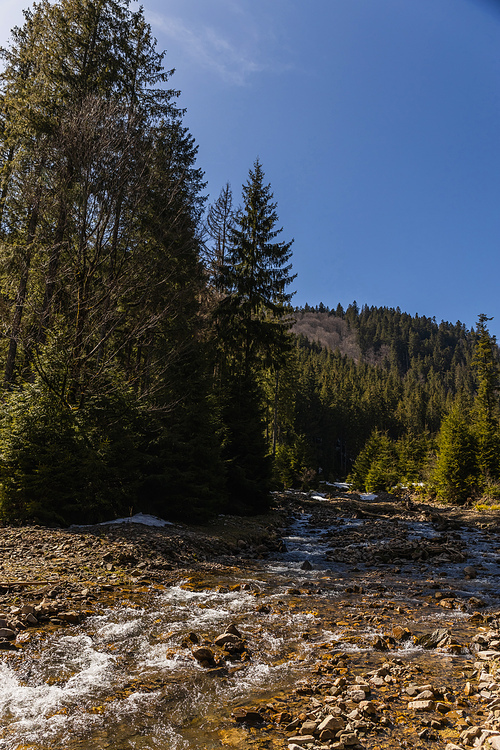 Scenic view of coniferous forest on shore of mountain river