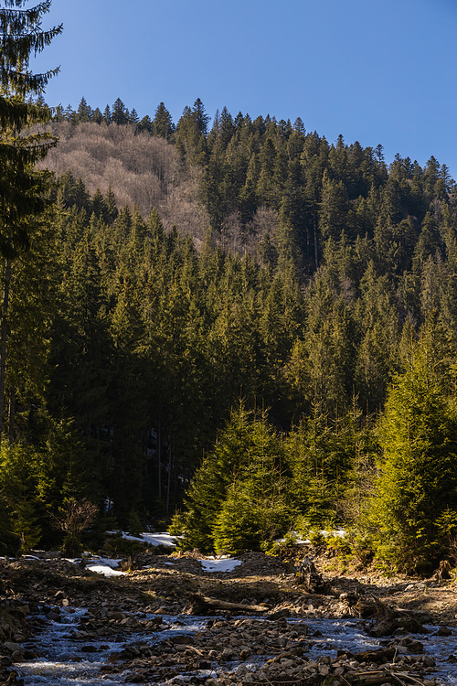 Evergreen forest on mountain and river with stones with blue sky at background