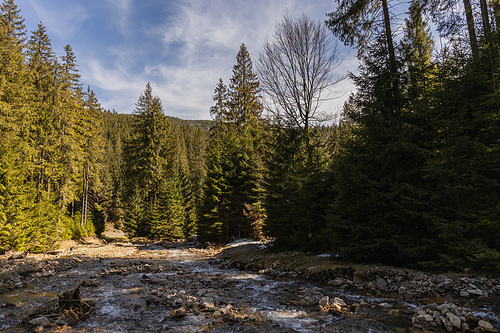 River with stones and evergreen forest at daylight