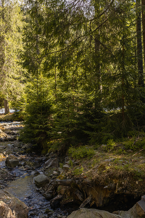 Moss and stones on river shore in forest