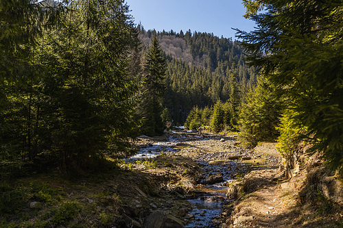 Scenic landscape of evergreen forest and mountain river at daylight