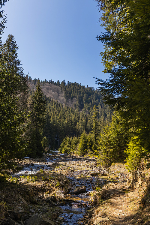 Pine forest and mountain river with blue sky at background