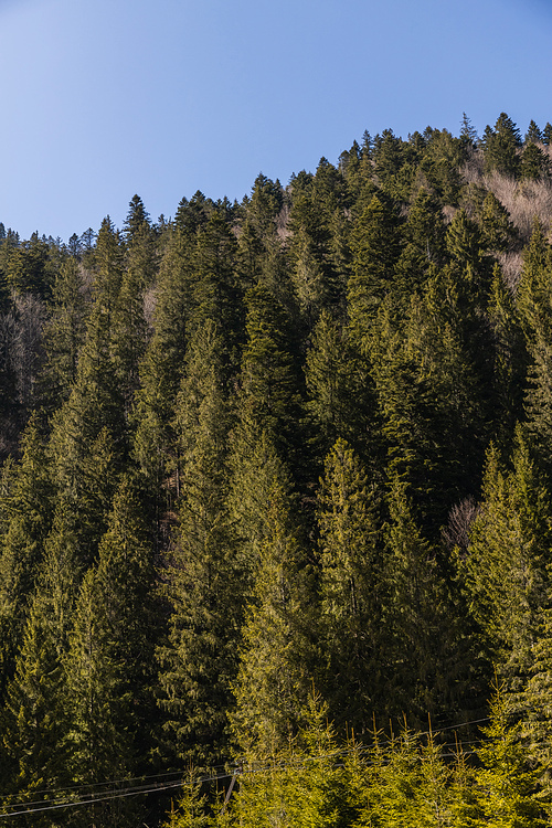 Pine forest on mountain hill and blue sky at background