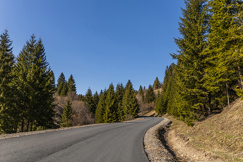 Empty road and coniferous forest with blue sky at background