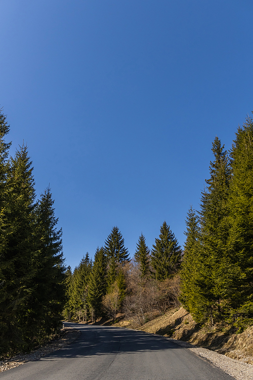 Empty road in coniferous forest with blue sky at background