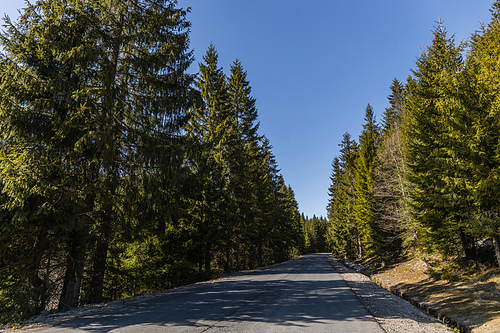 Pine forest and empty road at daytime