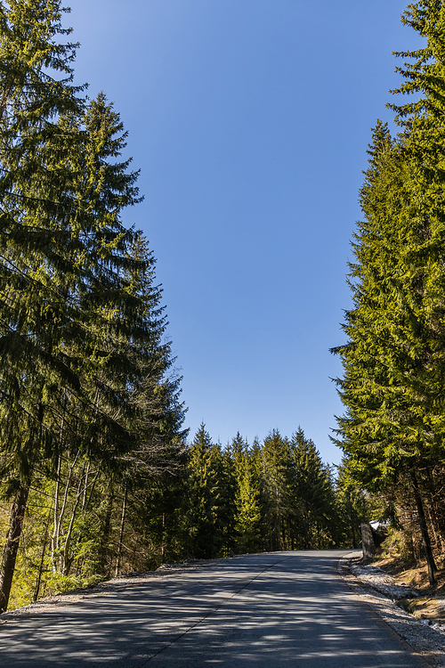 Empty road with shadows in evergreen forest