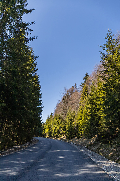 Road between pine forest and blue sky at background