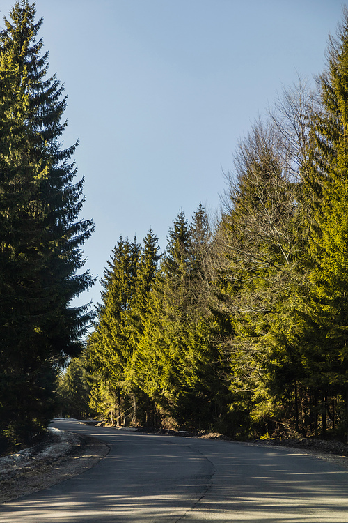 Fir trees and empty road at daylight