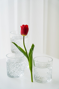 red tulip with green leaves near faceted glasses of water on white background