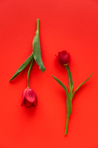 top view of two fresh tulips with green leaves on red background