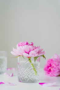 pink peony in faceted glass with pure water on white surface isolated on grey
