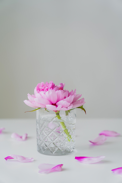 transparent glass with water and pink peony on white tabletop isolated on grey