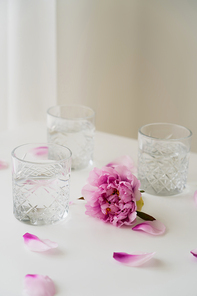 pink peony and floral petals near glasses with fresh water on grey background