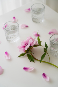 high angle view of pink peony and glasses with water on white tabletop
