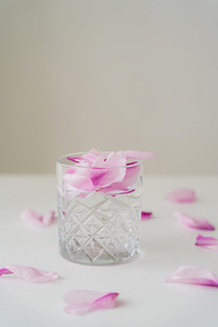 transparent glass with gin tonic and floral petals on white surface isolated on grey