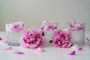 floral petals and pink peonies near glasses with tonic on white surface isolated on grey