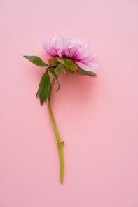 top view of fresh natural peony flower on pink background