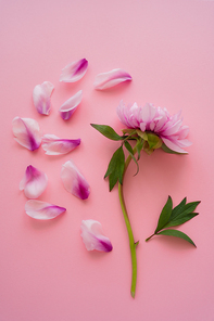 top view of pink peony and petals scattered on pink background