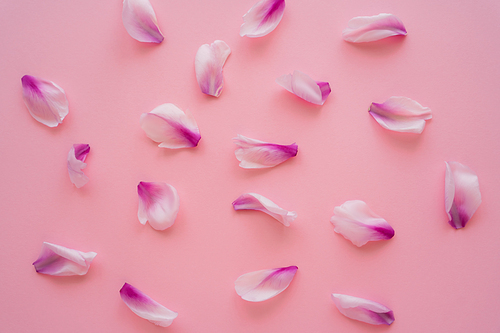 top view of fresh floral petals scattered on pink background