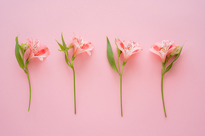 top view of tropical alstroemeria flowers on pink background
