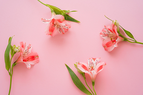top view of peruvian lilies on pink background