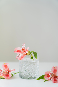 faceted glass with water near pink alstroemeria flowers on white surface isolated on grey