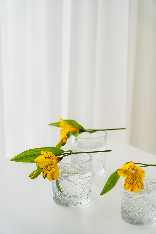 yellow alstroemeria flowers on glasses with water on white background with copy space