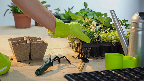 Cropped view of gardener taking plant from pot near tools on table