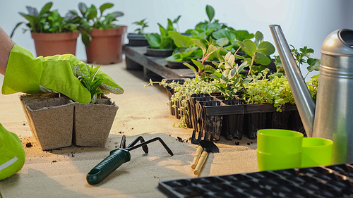 Cropped view of gardener in glove transplanting plant near tools on table