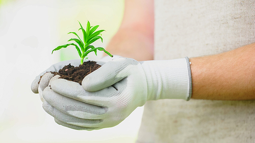 Cropped view of gardener in gloves holding plant in soil
