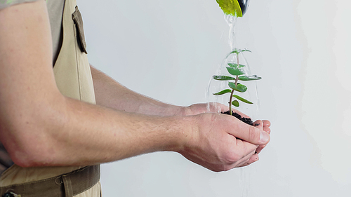 Cropped view of gardener holding plant and soil under water on grey background