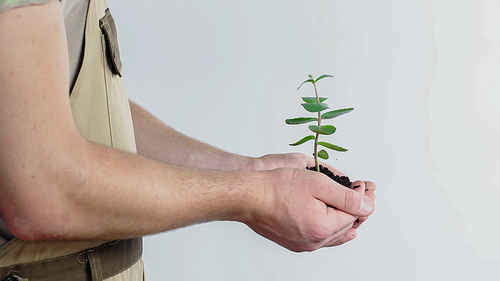 Cropped view of gardener holding plant and soil on grey background