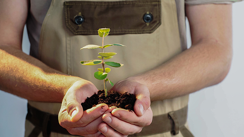 Cropped view of blurred gardener in overalls holding plant in soil on grey background